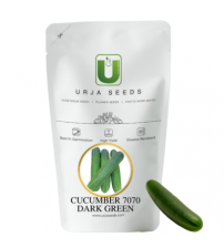 Cucumber US-7070 (Dark Green) 25 grams